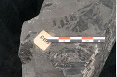 Foto (Detailansicht) von Asterocarpus meriani Br. (NHMW-GEO-2024-0188-10493)